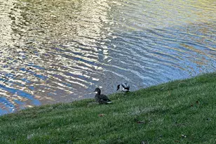 9917 Shorewood Ln, Sharonville, OH 45241 - Photo 41