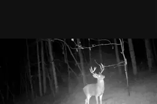 1025 Davis Memorial Rd, Peebles, OH 45660 - Photo 61