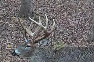 1025 Davis Memorial Rd, Peebles, OH 45660 - Photo 55