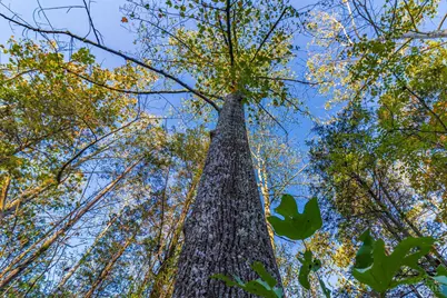 0 Paradise Valley Road, Peebles, OH 45660 - Photo 5