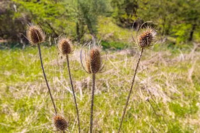 1169 Horner Chapel Road, Peebles, OH 45660 - Photo 17