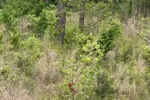 6446 FM 752, Rusk, TX 75785 - Photo 39