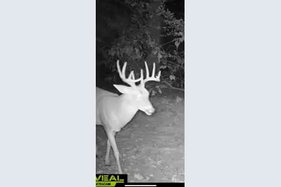 3299 Cr 1579, Avinger, TX 75630 - Photo 43