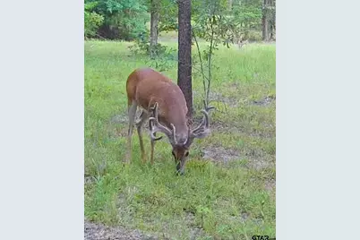 Tbd Fm 852, Winnsboro, TX 75494 - Photo 25