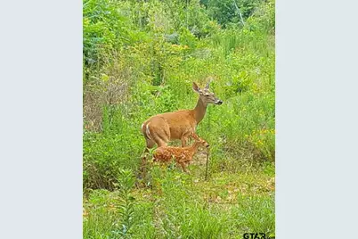 Tbd County Road 372, Winona, TX 75792 - Photo 9