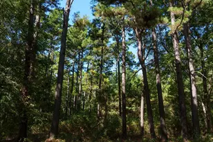 5755 Cr 102, Overton, TX 75684 - Photo 15