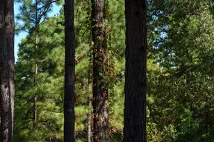 5755 Cr 102, Overton, TX 75684 - Photo 7