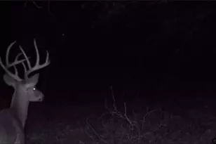 9933 W Fm 227, Grapeland, TX 75844 - Photo 5