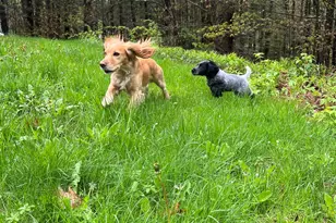 153 Mitchell Hill Rd, Lyme, CT 06371 - Photo 37