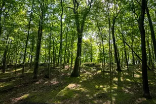 81 Mountain Rd, Prospect, CT 06712 - Photo 13