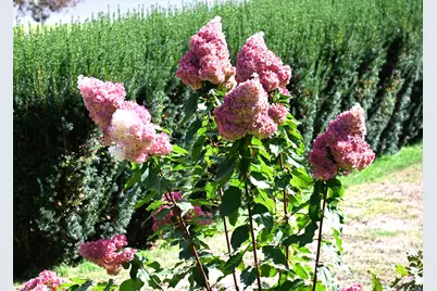 124 Holly Hill Drive, Montville, CT 06382 - Photo 11