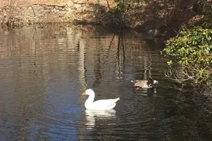 11 Phelps Rd, East Haddam, CT 06423 - Photo 17