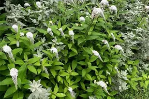 81 Currituck Rd, Newtown, CT 06470 - Photo 35