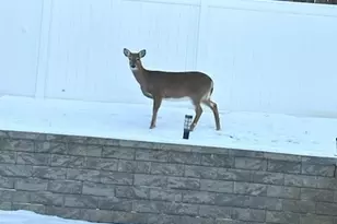 22 Harnish Ln, Wallingford, CT 06492 - Photo 27