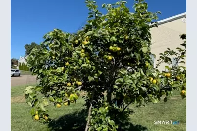 12 Red Oak Lane, Seymour, CT 06483 - Photo 35