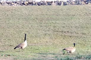 1093 Shippan Ave, Stamford, CT 06902 - Photo 35