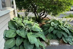 287 Hansen Ave, Bridgeport, CT 06605 - Photo 5