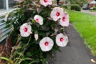 4 Beverly Dr, Ansonia, CT 06401 - Photo 19