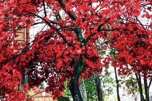 100 Spice Hill Dr, Meriden, CT 06451 - Photo 37