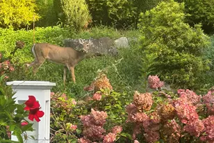 227 Dublin Hill Rd, Southbury, CT 06488 - Photo 39