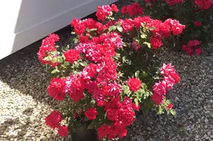 5 Westmont Rd, Wethersfield, CT 06109 - Photo 19