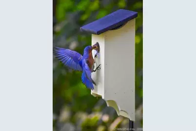 47 Johnson Road, Kent, CT 06757 - Photo 39