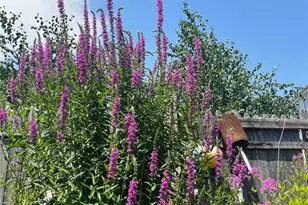 558 Connecticut Ave, Norwalk, CT 06854 - Photo 1