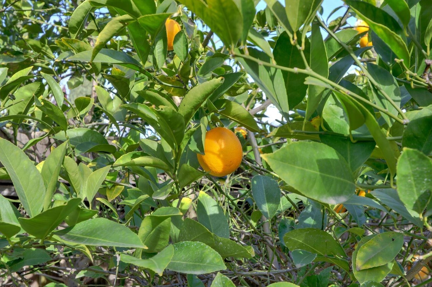 1324 Alder Pl, Davis CA  95618-1439 exterior