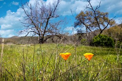 540 Music Gulch Road, Mokelumne Hill, CA 95245 - Photo 1