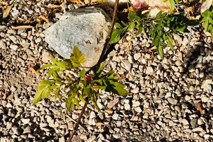 180 Sunrise St, Quartzsite, AZ 85346 - Photo 51