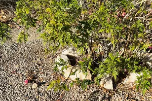 180 Sunrise St, Quartzsite, AZ 85346 - Photo 43