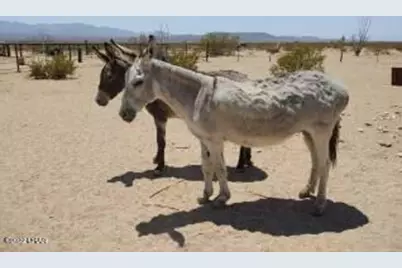 3501 S Wild Bill Rd, Yucca, AZ 86438 - Photo 17