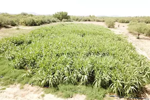 35448 2nd St, Wenden, AZ 85357 - Photo 45