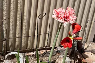 49570 Rainbow Dr, Quartzsite, AZ 85346 - Photo 39