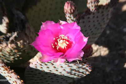 244-09137A Martin Dr, Yucca, AZ 86438 - Photo 33
