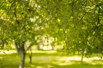 1936 E Clear Lake Road, Buchanan, MI 49107 - Photo 37