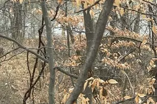 0 Wilson St, Coloma, MI 49038 - Photo 1