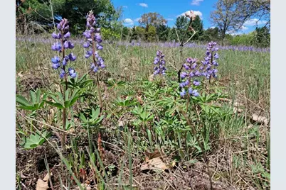 10.01Ac Barberry Avenue, Newaygo, MI 49337 - Photo 3
