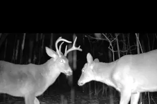 22903 Waterwheel Dr, Pierson, MI 49339 - Photo 1