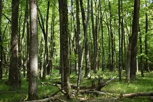 2186 88th St, Bitely, MI 49309 - Photo 11