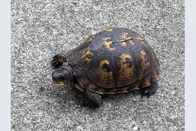 30170 Beeson Street, Dowagiac, MI 49047 - Photo 43