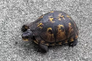 30170 Beeson St, Dowagiac, MI 49047 - Photo 43