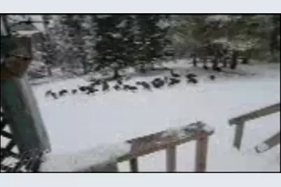 Parcel B Cherry Creek Trail, Grayling, MI 49738 - Photo 33