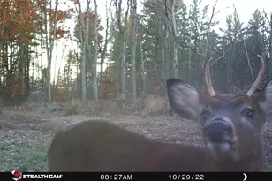 8558 Monterey Dr, Evart, MI 49631 - Photo 69