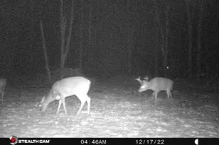 8558 Monterey Dr, Evart, MI 49631 - Photo 87