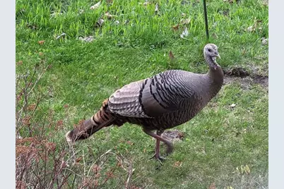 211 Bluff Avenue, Eastlake, MI 49626 - Photo 97