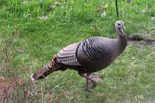 211 Bluff Ave, Eastlake, MI 49626 - Photo 97