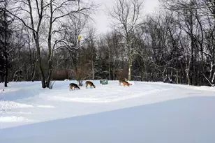 781 Hopkins Rd, Lyons, MI 48851 - Photo 123