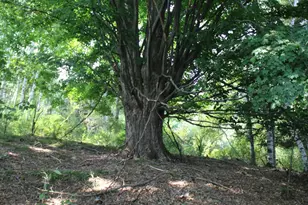 2838 W Trask Lake Rd, Barton City, MI 48705 - Photo 39