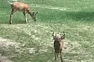 1255 E Chickadee Ln, Luther, MI 49656 - Photo 71